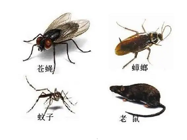 黄岐病媒生物防控公司蟑螂、老鼠、蚊蝇通常会出现在哪些地方？