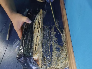 桂城白蚁防治公司家里白蚁总灭不干净？益伦三次规范施工，彻底根除不反复！