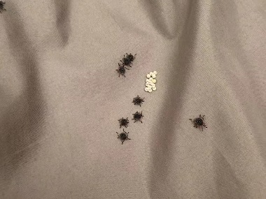 九江控制有害生物中心发现臭虫应该怎么处理