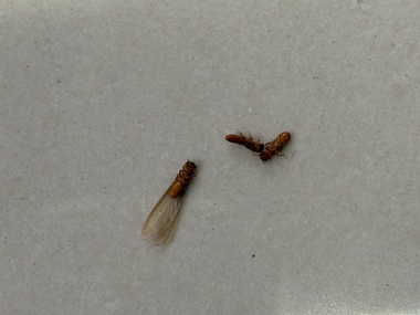 南海验收白蚁机构飞白蚁具体长什么样？（快速辨别）