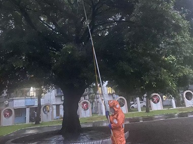 沙头清理马蜂窝机构家里小区发现马蜂窝怎么办